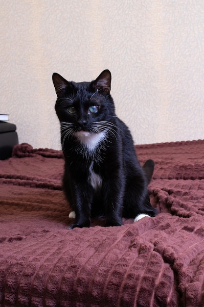 Gatito negro con un diente de león en la cama