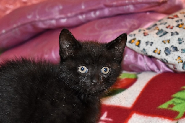 Gatito negro esponjoso en casa