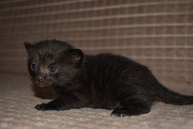 Gatito negro esponjoso con ojos azules