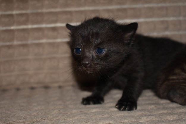 Gatito negro esponjoso con ojos azules