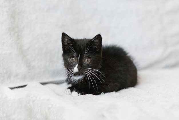 Un gatito negro con manchas blancas está tirado en el sofá