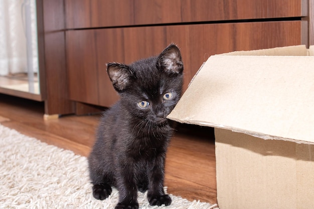 Gatito negro mordiendo una caja