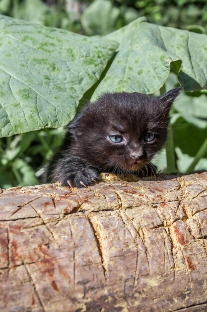 Gatito negro en la naturaleza en busca de mamá