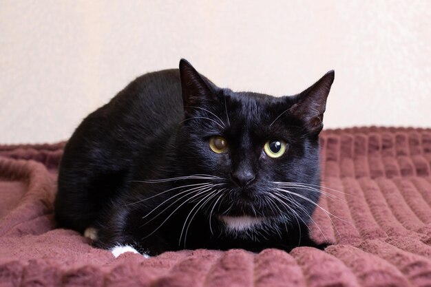 Gatito negro con un ojo dolorido en la cama