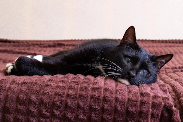 Gatito negro con un ojo dolorido en la cama