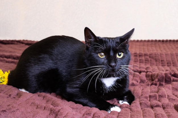 Gatito negro con un ojo dolorido en la cama