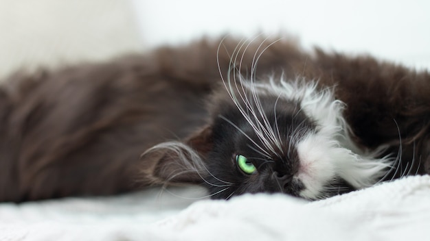 Gatito negro con ojos verdes acostado en la cama