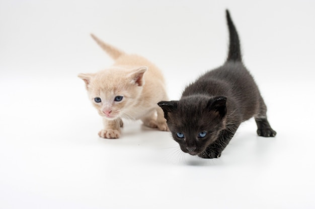 Gatito negro y otro marrón caminando