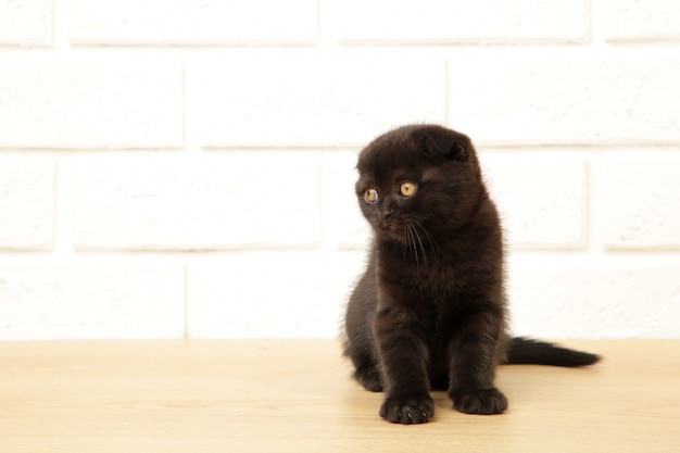 Gatito negro de pelo corto británico en el fondo blanco. Vista superior