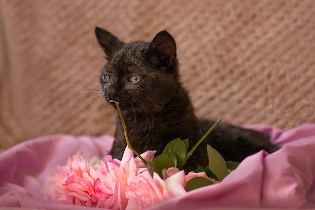 Gatito negro y rosas rosadas en una cama suave Gatito relajante sobre fondo rosa gris suave