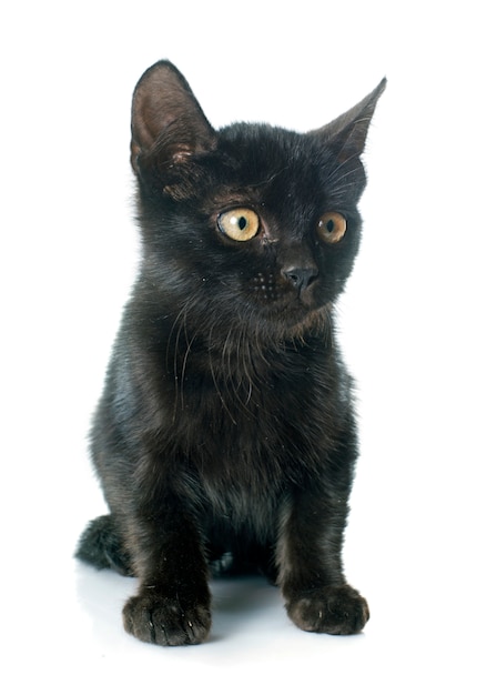 gatito negro