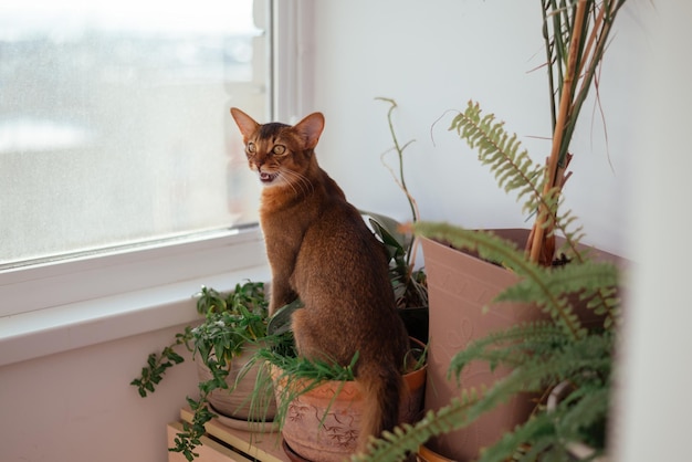 Gatito o gatito somalí rojo sentado en la maceta con plantas verdes de hierba