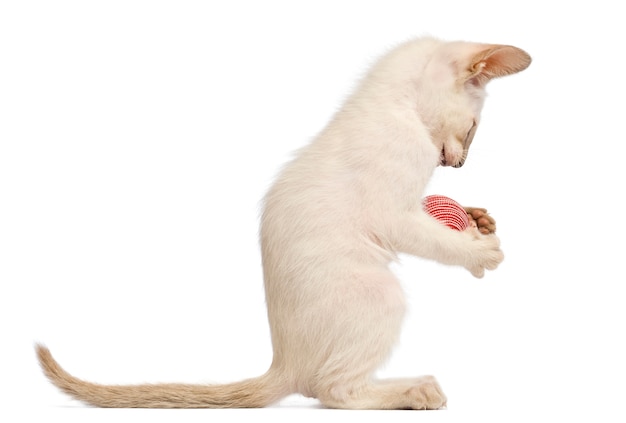 Gatito oriental de pelo corto, 9 semanas de edad, jugando con pelota