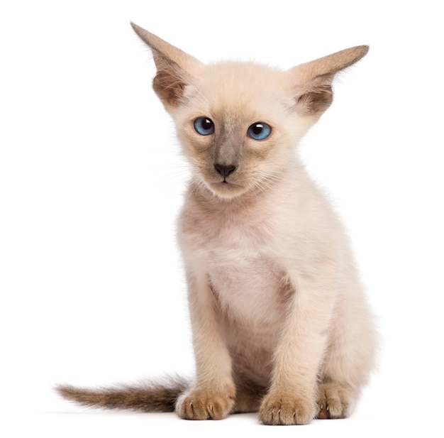 Gatito oriental de pelo corto, 9 semanas de edad, sentado y mirando