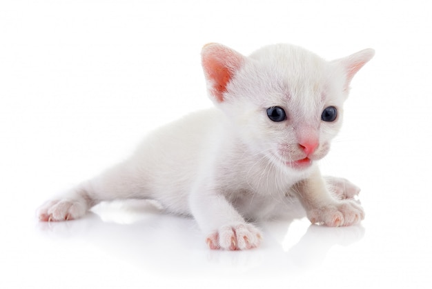 Gatito en paredes blancas