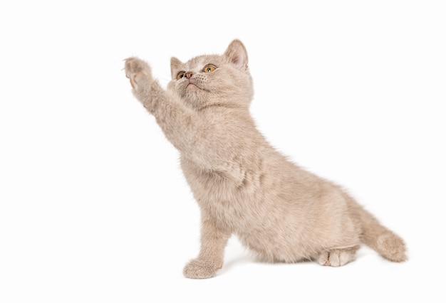 Foto un gatito con una pata levantada sobre un fondo blanco.