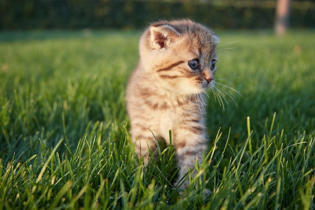 Gatito pelirrojo sentado, corriendo y jugando en la hierba verde, mirando a otro lado