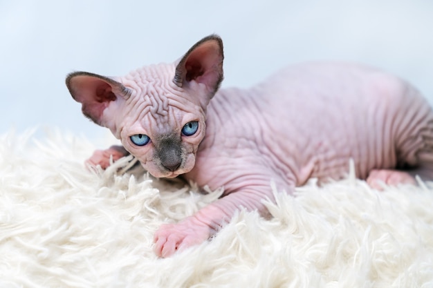 Gatito sin pelo gato esfinge canadiense visón azul con color blanco acostado en la alfombra blanca con ...