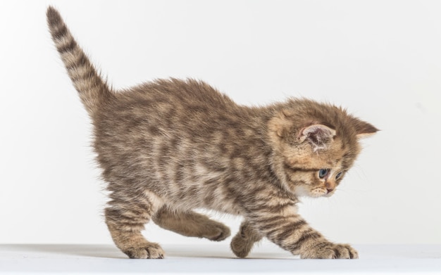 Gatito de pelo largo británico