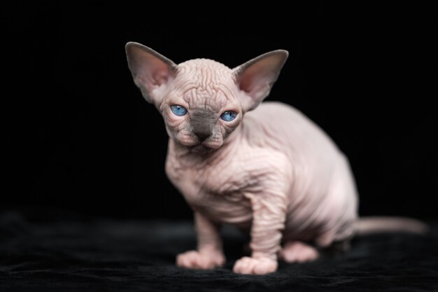 Gatito sin pelo de raza de gato Sphynx canadiense sentado sobre fondo negro y mirando a la cámara