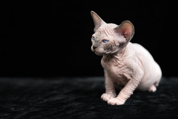 Gatito sin pelo de la raza de gato sphynx canadiense visón azul con color blanco sobre fondo negro ...