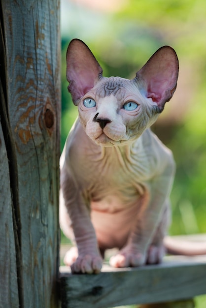 Gatito sin pelo Sphynx con ojos azules se asienta sobre un travesaño de madera en el recinto del criadero mirando hacia otro lado