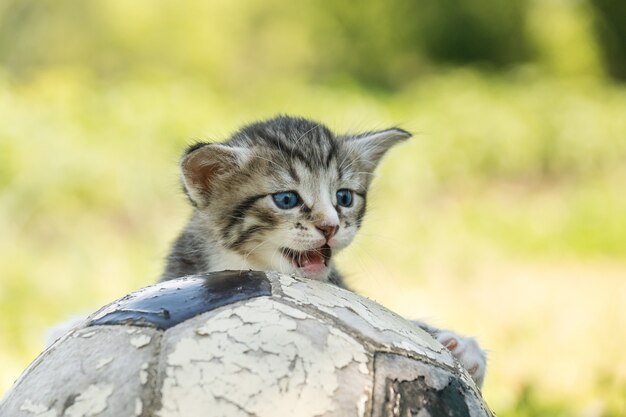 Gatito con una pelota de futbol