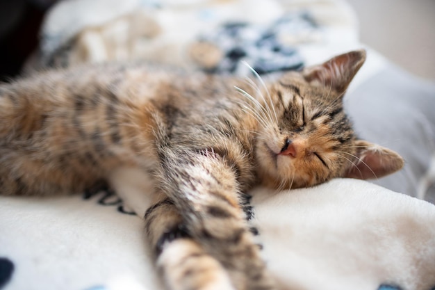 Un gatito pequeño duerme en casa en su manta con las patas extendidas el gato tiene los ojos cerrados y las orejas sobresalientes