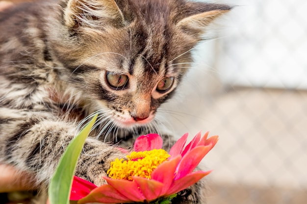 Un gatito pequeño y esponjoso mira una flor de zinnia