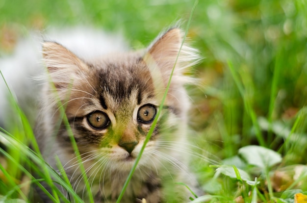 Un gatito pequeño y esponjoso yace en la hierba.