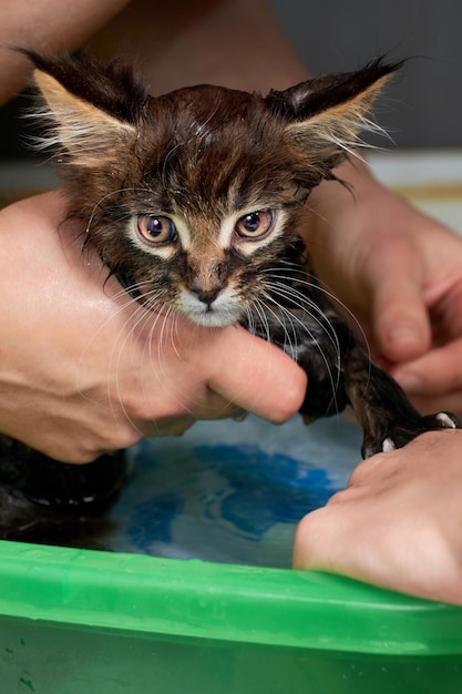 El gatito pequeño se lava en un lavabo verde. Las manos sostienen un gatito mojado suave.