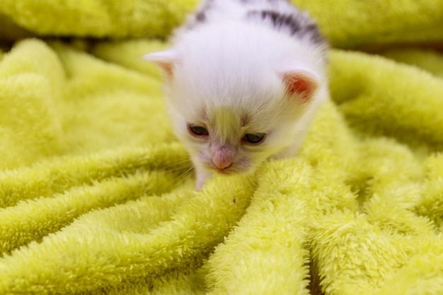 Gatito pequeño en una manta de felpa amarilla