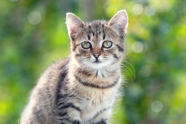 Gatito pequeño con una mirada inquisitiva sobre un fondo de hierba verde, retrato de un gatito sobre un fondo borroso