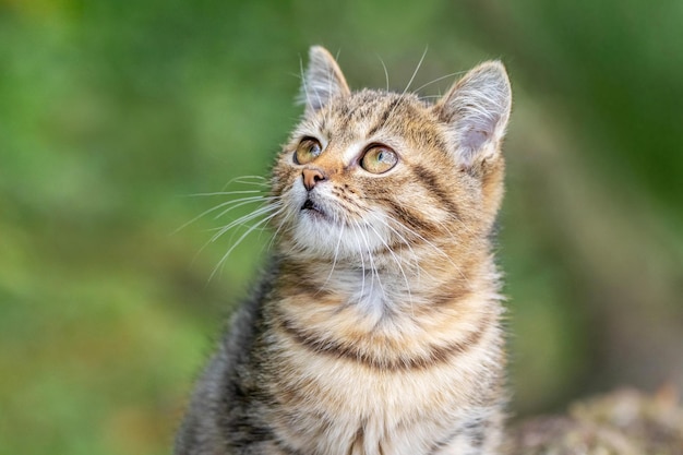 Gatito pequeño con una mirada inquisitiva sobre un fondo de hierba verde, retrato de un gatito sobre un fondo borroso