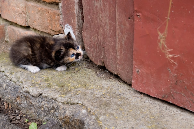 Gatito pequeño con ojos azules.