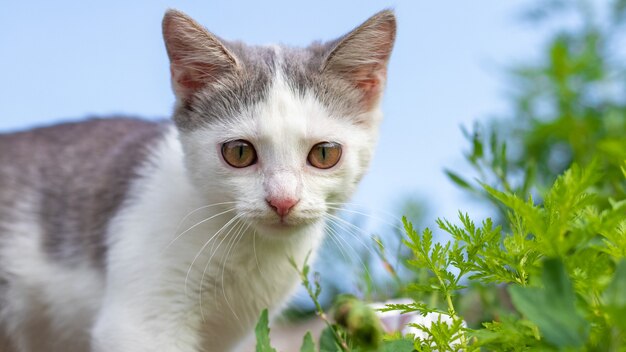 Gatito pequeño con ojos grandes sobre un fondo de cielo entre la vegetación