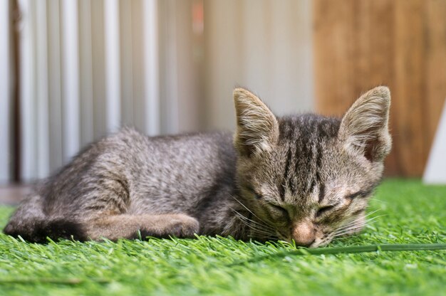 Gatito perezoso del tabby de la calle poco. Gato que pone en suelo de madera con la cara divertida seria adorable.