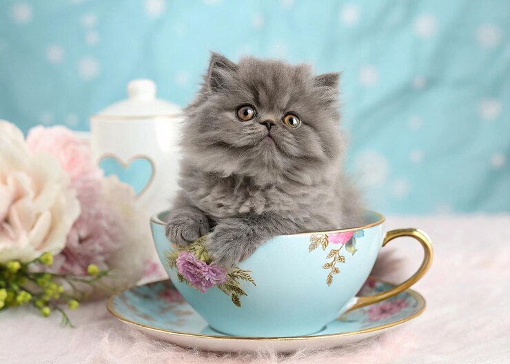 Un gatito persa esponjoso en una taza de té de flores azules