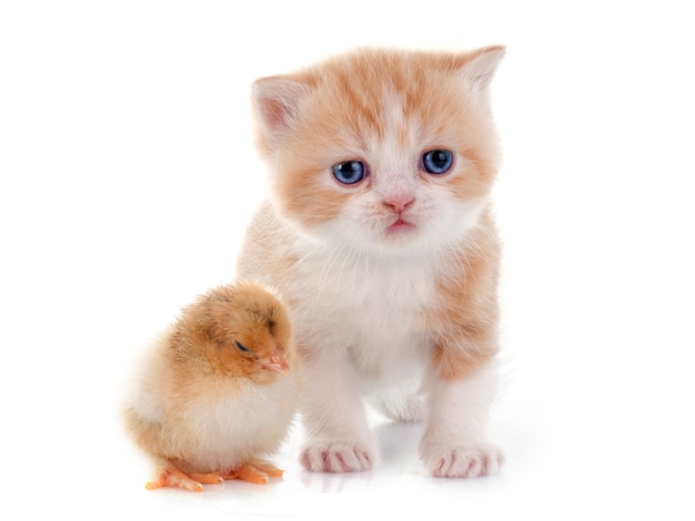 Gatito persa y pollito