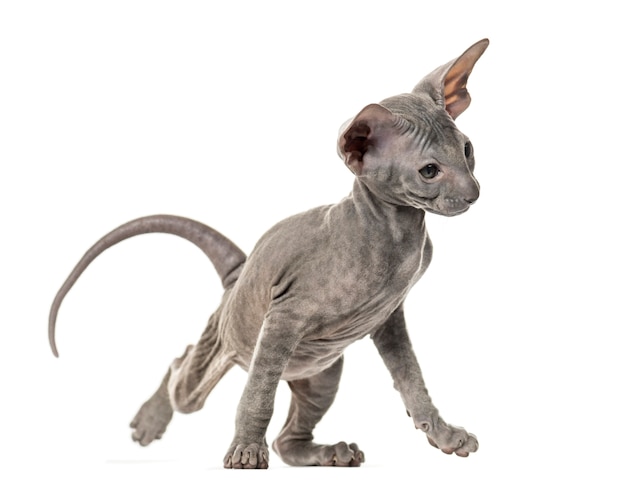 Gatito Peterbald sentado, aislado en blanco