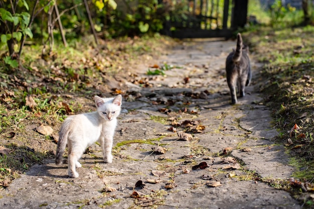 Gatito la primera vez que salió a caminar con su gato mamá se encuentra en un camino