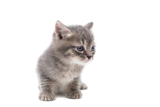 Un gatito de pura raza a rayas se sienta sobre un fondo blanco.