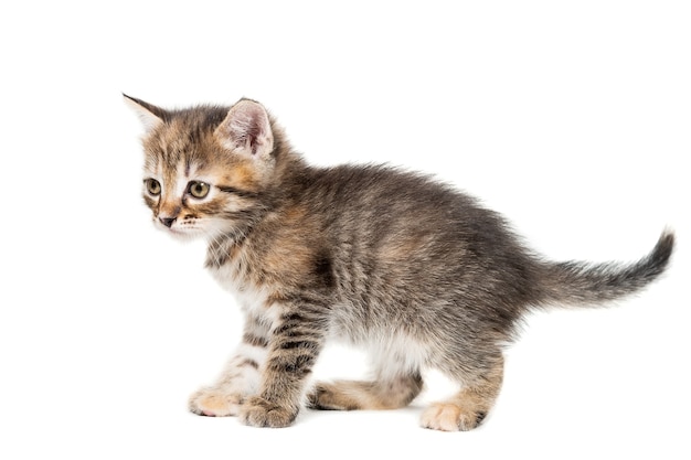 Un gatito de pura raza a rayas se sienta sobre un fondo blanco.