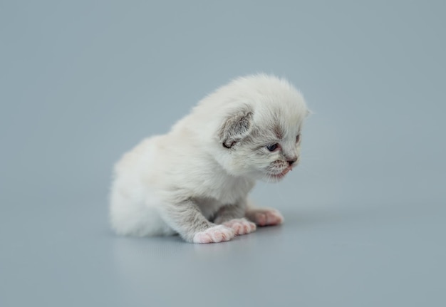 Gatito Ragdoll aislado sobre fondo azul claro