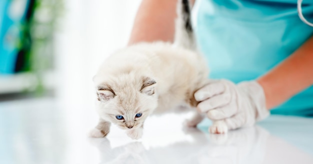 Gatito Ragdoll en clínica veterinaria