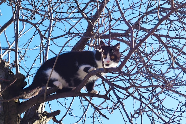 Gatito en una rama de árbol mira el mundo