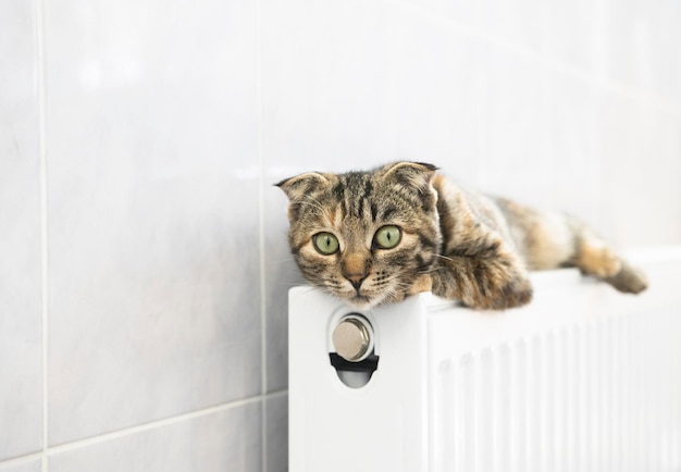 Un gatito rayado doméstico con grandes ojos verdes se encuentra en un radiador cálido en la casa