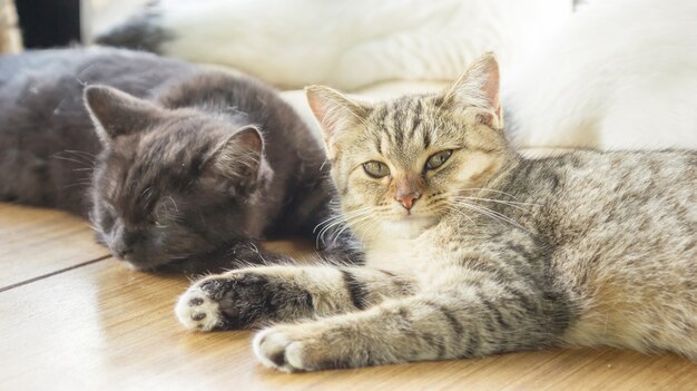 Gatito rayado gris miente en la habitación