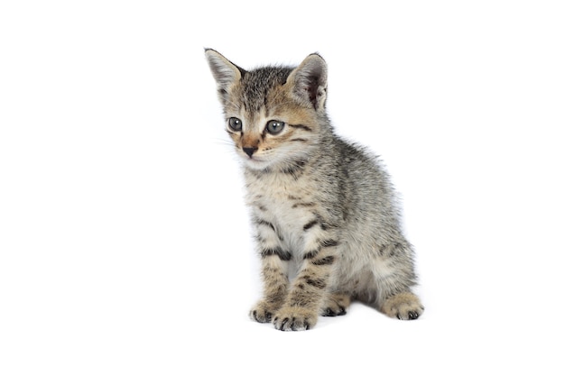 Gatito rayado gris sobre un fondo blanco, pequeño depredador,