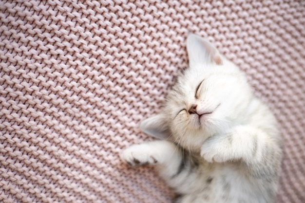 Un gatito rayado grisblanco de la raza británica duerme en un plaid rosa tejido Pets Lifestyle Ternura